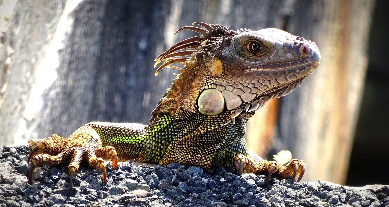 le lézard, symbole de rêve éveillé libre