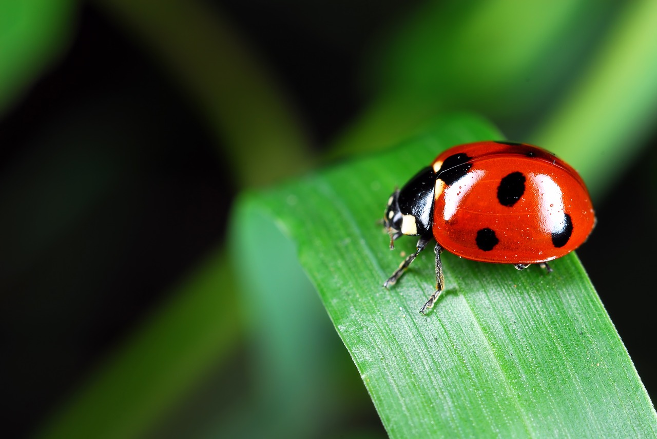 la coccinelle, symbole en rêve éveillé lilbre